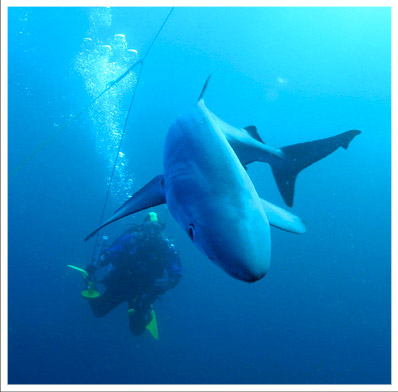 Diving with Shark